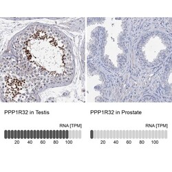 PPP1R32 Antibody, Novus Biologicals 0.1mL; Unlabeled:Antibodies, Polyclonal